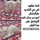 قط مفقود بحي البلديه