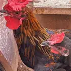 ديوك