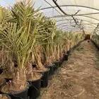 نقايل نخيل في مراكن للبيع