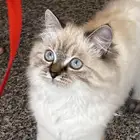 قطة هيمالايا للبيع