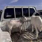 ماعز القزم
