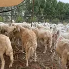 ضان البيع