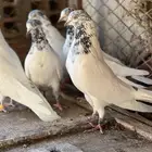 حمام بكستاني جناسر فواخر