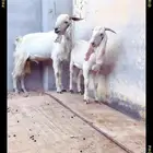 تيوس هولنديه