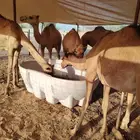 قعدان تربيه 3 شهور