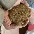 بذور برسيم صبخاوي