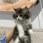 قطط للبيع كيتن
