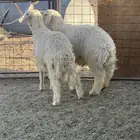 طليان للبيع