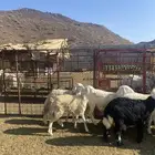 للبيع بهم حري