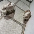 ارانب