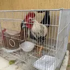 ديكين للبيع