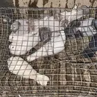 سلام عليكم صلوا على النبي حمام للبيع العدد 8