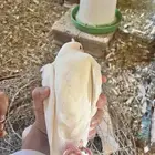 فروخ حمام فرنسي للبيع