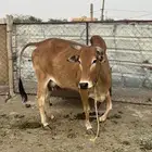 بقرة بلدية للبيع