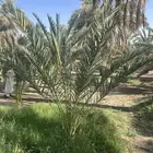 نخل عجوة المدينة