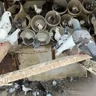 حمام للبيع جمله او تفريد