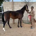 بواديك للايجار