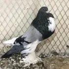 للبيع فحل ابو مريان هلال