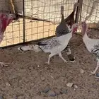 دجاج
