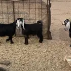 للبيع جذعات عوارض