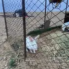 ارنب للبيع