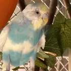 ذكر و أنثى بادجي طفره