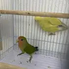 زوج روز منتج شرط بيع مستعجل