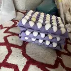 بيض مخصب