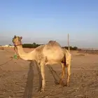 خمس انياق للبيع هجن اصايل