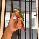 ذكر كنيور يلو سايد دبل اليف و هدد و متكلم