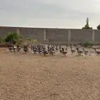 وز العدد حول 50 و أرانب العدد حول 12 صحتهم جيدا جدا