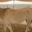 احصان