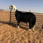 فحل جذع مشروط