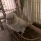 طير كنيور كريمي دييلوت (كريمي)