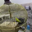 عصافير للبيع