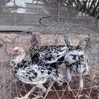 دجاج باكستاني