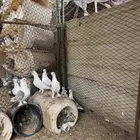 للبيع حمام تركي