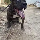 اذكر أمركن بولي