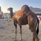 جمل جذع احمر