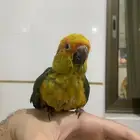 فرخ صن كنيور