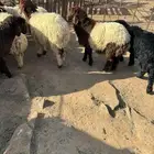 الجوف سكاكا