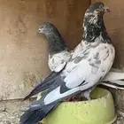 اجواز بكستاني