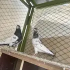 زوج باكستاني