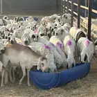 سلام عليكم طليان السواكني
