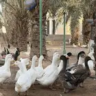 للبيع بط بيكيني مع شرشيري امهات وبشاير وفروخ