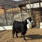 عنز حائل للبيع