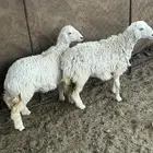 رخال تم للبيع