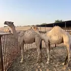 حشوى البيع