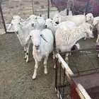 طليان جذعان للبيع