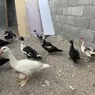 بط مسكوفي